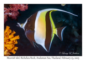 Moorish Idol