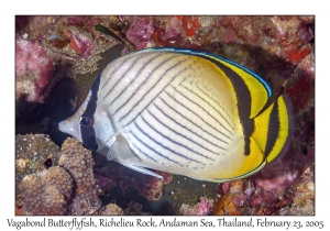 Vagabond Butterflyfish