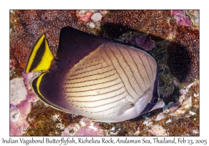 Indian Vagabond Butterflyfish