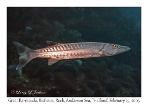 Great Barracuda