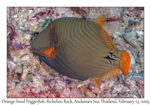 Orange-lined Triggerfish