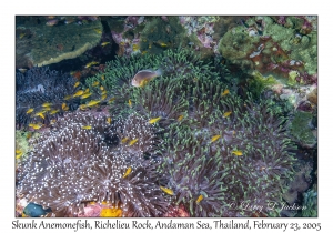 Skunk Anemonefish