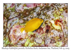 Blackeye Rabbitfish juvenile