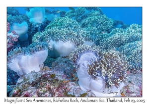 Magnificent Sea Anemones