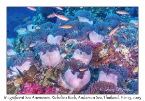 Magnificent Sea Anemones