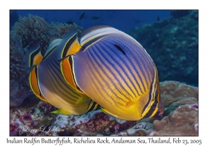 Indian Redfin Butterflyfish