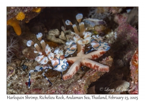 Harlequin Shrimp pair