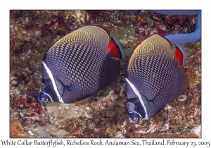 White Collar Butterflyfish