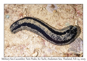 Military Sea Cucumber