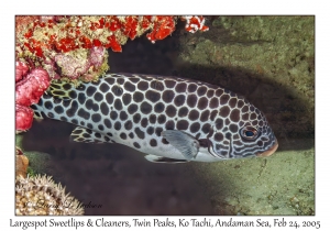 Largespot Sweetlips