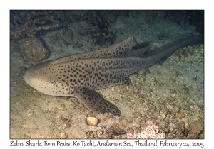 Zebra Shark