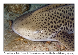 Zebra Shark