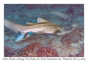 Zebra Sharks mating