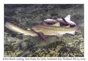 Zebra Sharks mating