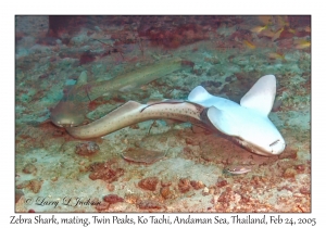 Zebra Sharks mating