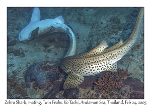 Zebra Sharks mating