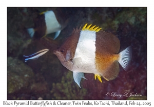 Black Pyramid Butterflyfish & Cleaner