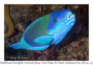 Bullethead Parrotfish