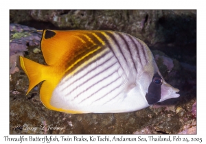 Threadfin Butterflyfish