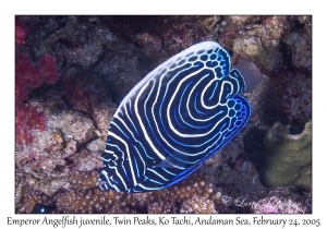 Emperor Angelfish