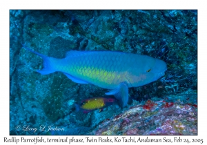 Redlip Parrotfish