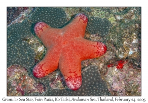 Granular Sea Star