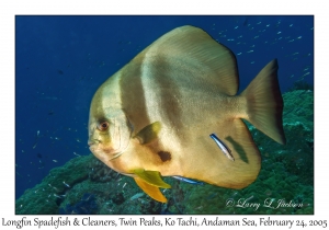 Longfin Spadefish & Cleaners