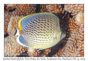 Spotted Butterflyfish