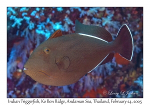 Indian Triggerfish