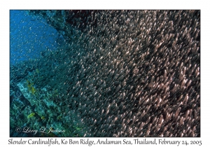 Slender Cardinalfish