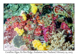 Coralline Algae