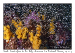 Slender Cardinalfish