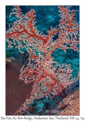 Sea Fan