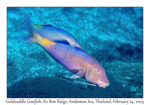 Goldsaddle Goatfish