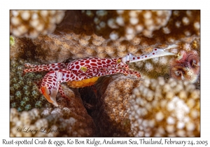 Rust-spotted Guard Crab & eggs