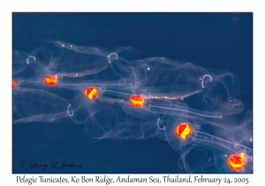 Pelagic Tunicates