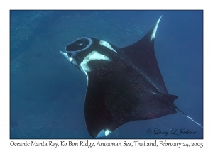 Oceanic Manta Ray