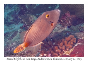 Barred Filefish