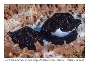 Common Egg Cowries