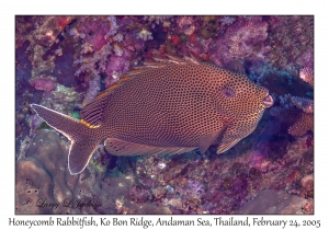 Honeycomb Rabbitfish