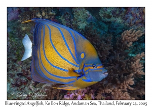 Blue-ringed Angelfish