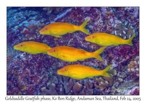 Goldsaddle Goatfish phase