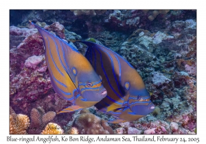 Blue-ringed Angelfish