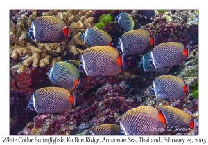 White Collar Butterflyfish