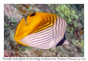 Threadfin Butterflyfish