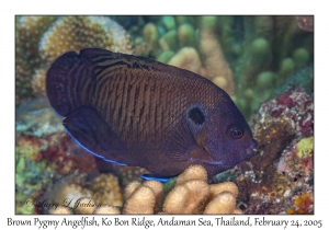 Brown Pygmy Angelfish