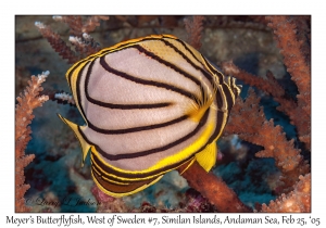 Meyer's Butterflyfish