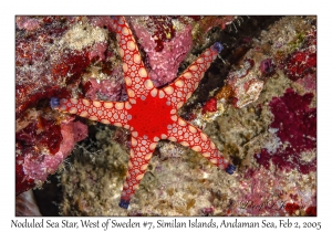 Noduled Sea Star