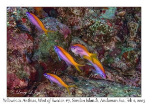 Yellowback Anthias