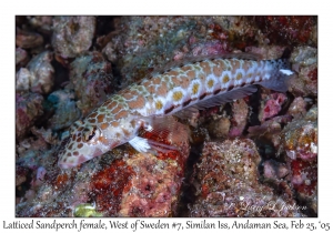 Latticed Sandperch female